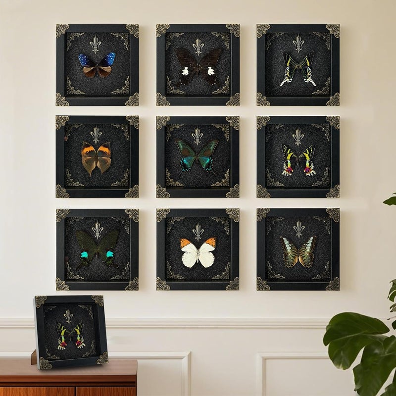 GDBEH Real Butterfly Framed Handmade - Taxidermy Butterfly Shadow Box - Real Framed Butterflies in a Box for Gothic Home Decor Aesthetic. (Madagascan Sunset Moth) - Image 5